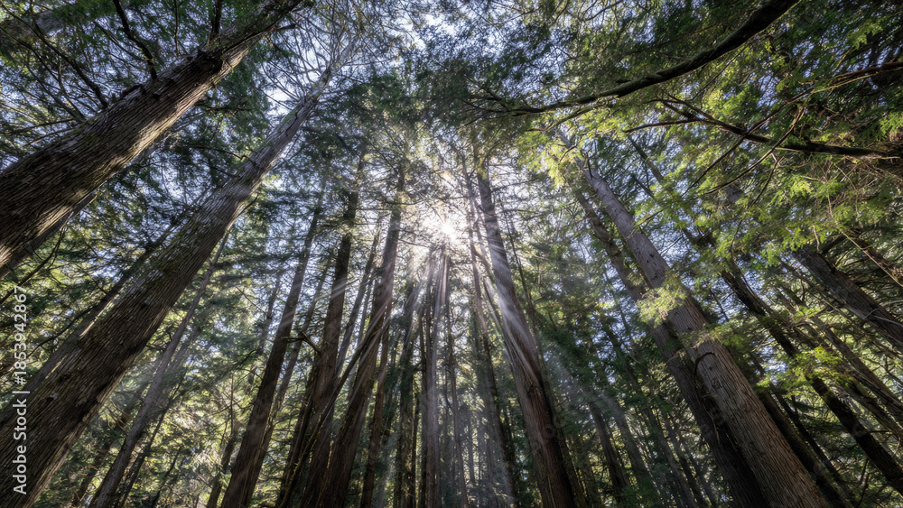 Obraz premium Sunlight Shining Through Forest Trees