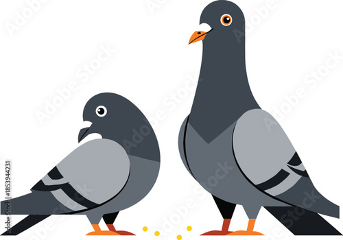  Flat vector illustration of two grey pigeons standing together eating grain seeds isolated on white background for urban wildlife and nature design projects.