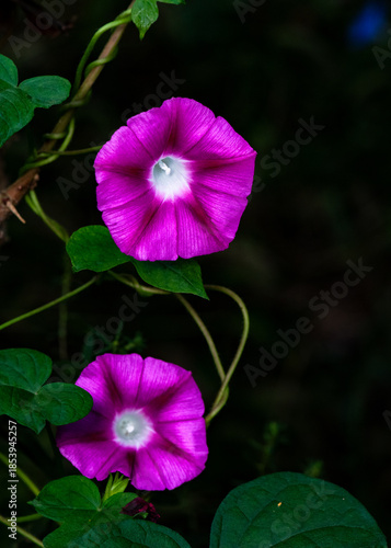 Black background, wild purple red morning glory flowers are blooming, the beauty of nature