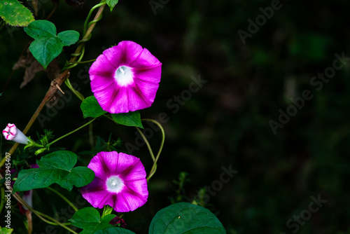 Black background, wild purple red morning glory flowers are blooming, the beauty of nature