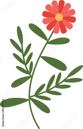 Red daisy flower with green leaves on a white background Keywords: flower, daisy, red, pink