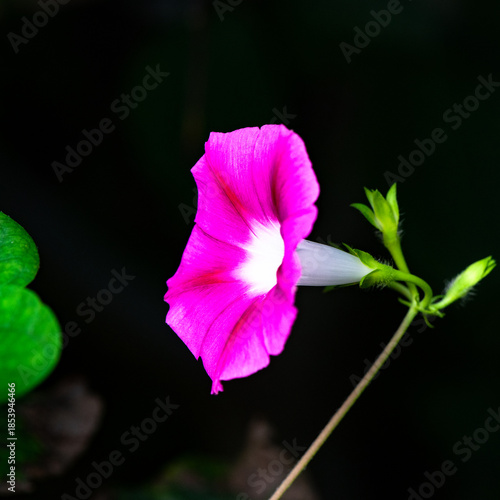 Black background, wild purple red morning glory flowers are blooming, the beauty of nature