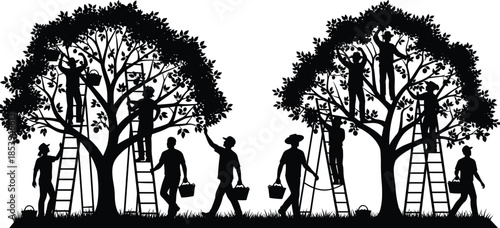 Fruit harvest, teamwork in agriculture, rural labor scene, orchard workers, ladder picking, basket collection, outdoor farming, black silhouette, nature, cad drawing flat vector illustration