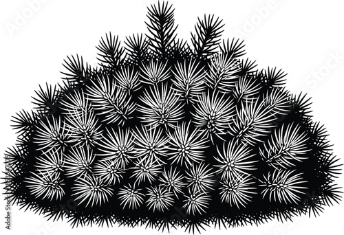 pine bush, conifer shrub, needle leaves, botanical sketch, black and white plant, foliage texture, nature drawing, evergreen cluster, spiky leaves, radial foliage, forest plant, stylized shading, intr
