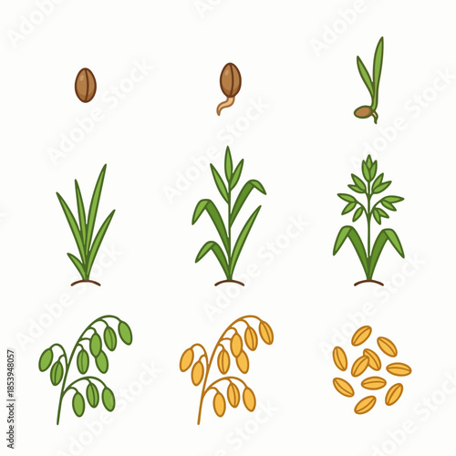 Oat Plant Growth Stages Cycle Vector Illustration, Seed to Harvest Infographic, Flat Design Agriculture Evolution Set
