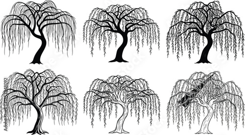 Willow tree, botanical sketch, nature foliage, drooping branches, tree silhouette, forest plant, cad drawing flat vector illustration
