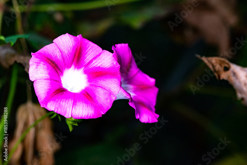 Black background, wild purple red morning glory flowers are blooming, the beauty of nature