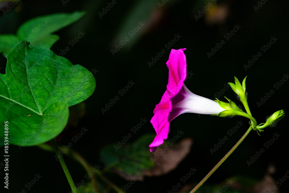 Obraz premium Black background, wild purple red morning glory flowers are blooming, the beauty of nature