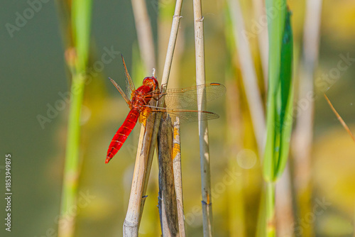 Feuerlibelle, Libelle