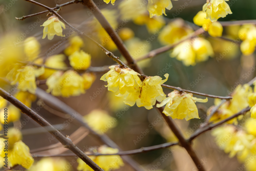 Obraz premium 逆光に輝くロウバイの花と枝の重なり