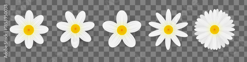 Daisy flower set. Realistic daisies isolated on background