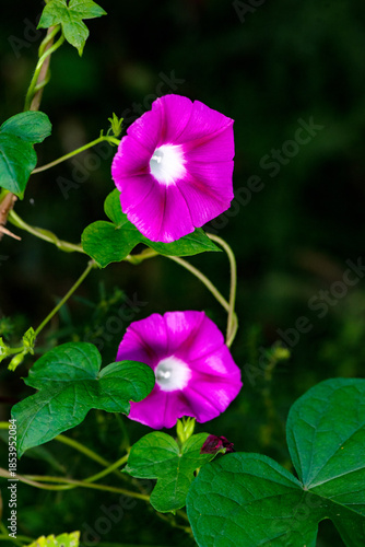 Black background, wild purple red morning glory flowers are blooming, the beauty of nature