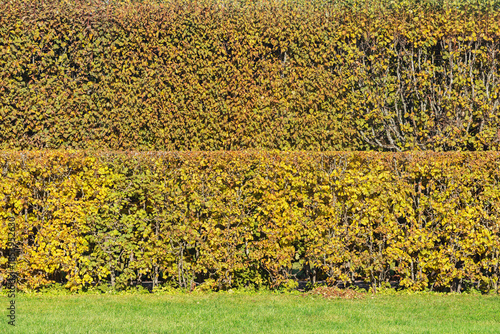 Natural fence in the autumn city park.