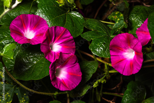 Black background, wild purple red morning glory flowers are blooming, the beauty of nature