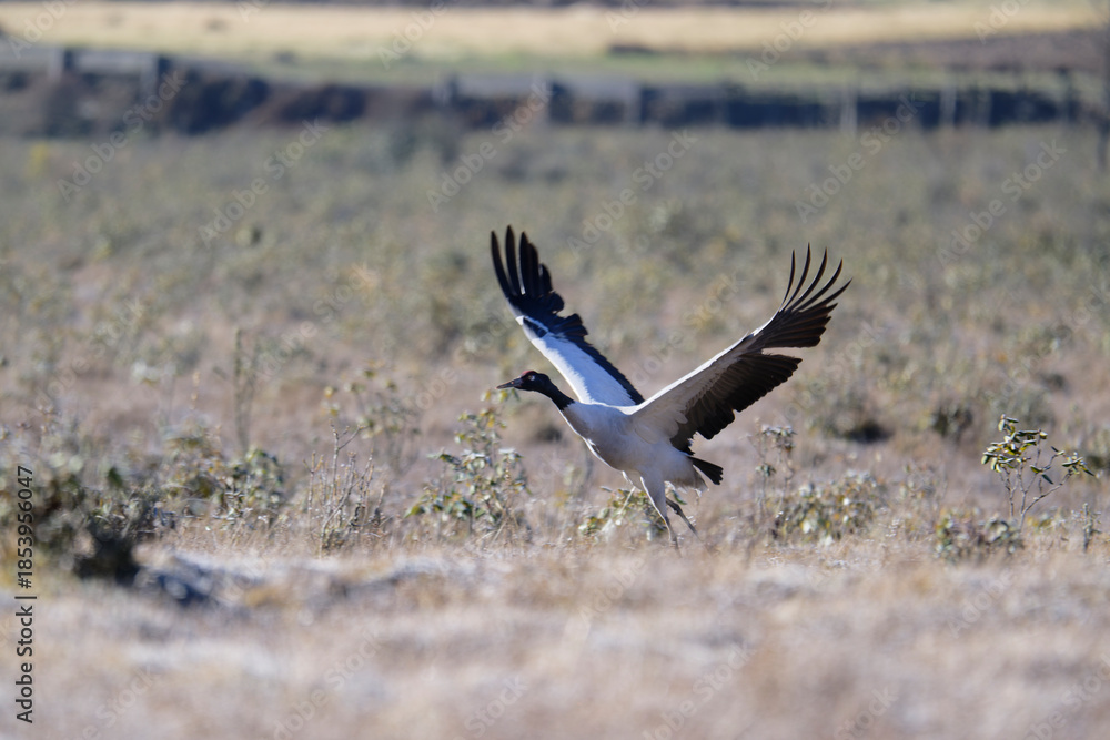 Fototapeta premium Majestic Black-necked Crane in Flight, Bhutan 