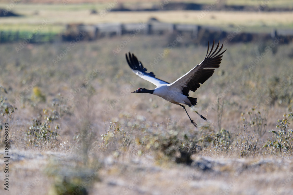 Naklejka premium Black-necked Crane Against the Sky in Phobjikha Valley
