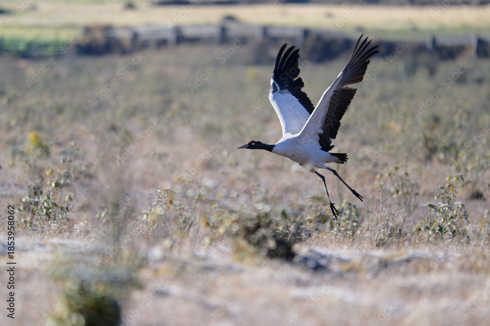 Naklejka premium Wild Black-necked Crane Flying Over Valley Landscape 