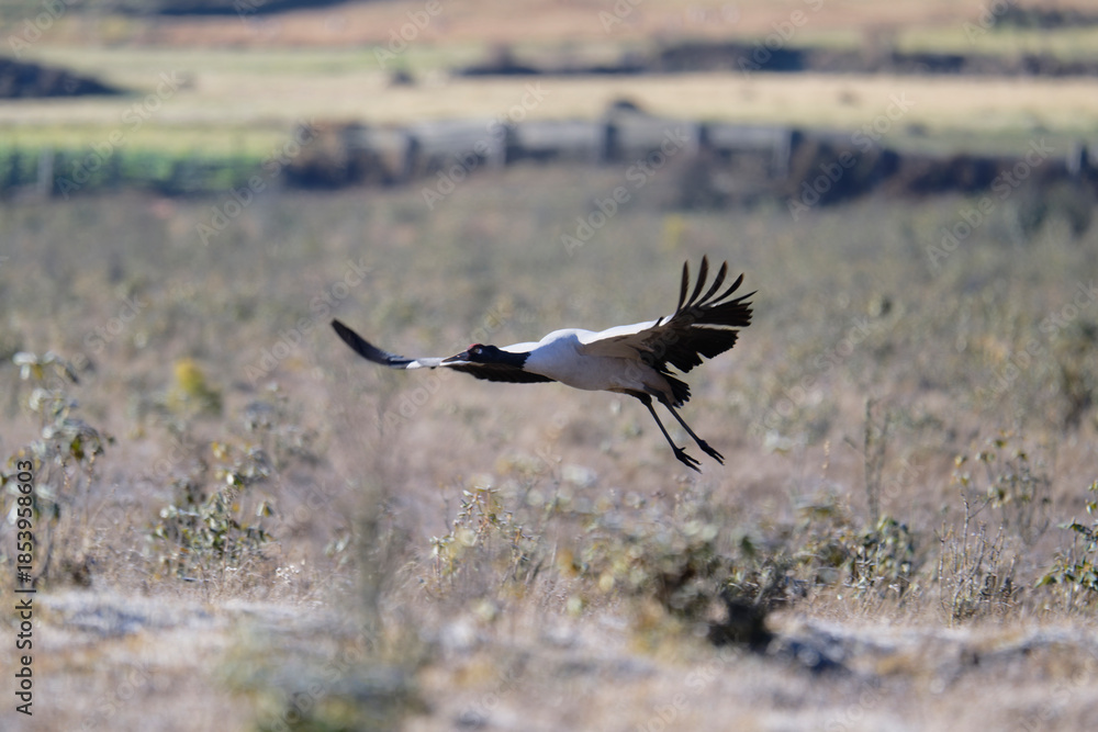Fototapeta premium Iconic Black-necked Crane Flying in Phobjikha 