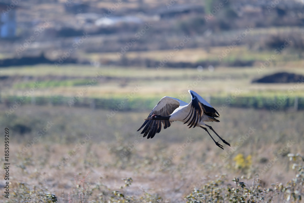 Fototapeta premium Endangered Crane Flying in Phobjikha Valley 