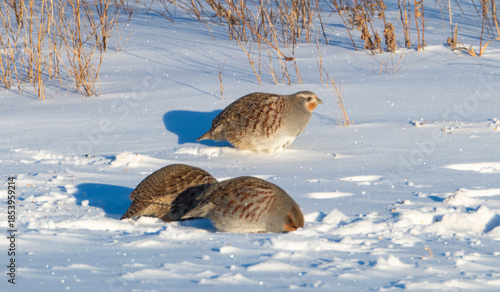Fotografie Gray partridges in the snow