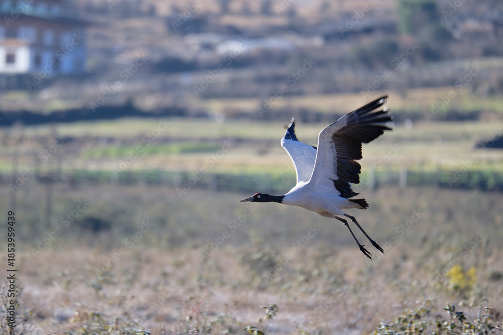 Naklejka premium Black-necked Crane with Spread Wings Over Bhutan 