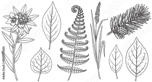 A collection of detailed black and white botanical illustrations of various plants including edelweiss, fern, pine branch, and leaves, presented on a clean white background for design flexibility.