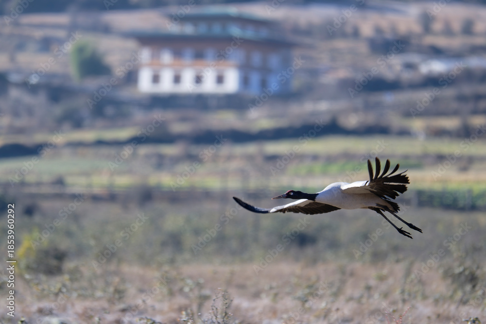Fototapeta premium Flying Black-necked Crane in Phobjikha Wetland Valley 
