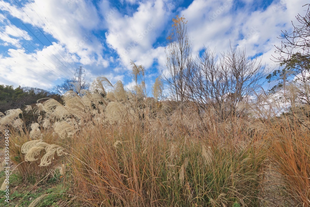 Fototapeta premium ススキの風景