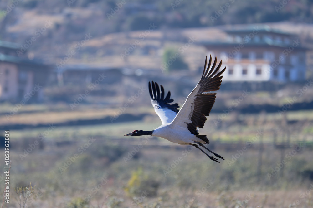 Naklejka premium Black-necked Crane Flying Freely in Phobjikha Valley