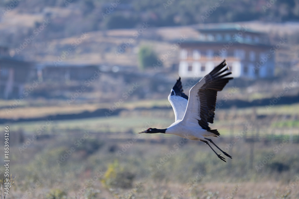 Fototapeta premium Black-necked Crane in Flight Over Open Valley 