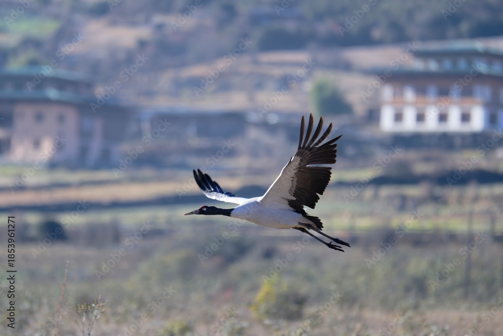 Fototapeta premium Black-necked Crane Above Sacred Valley of Bhutan 