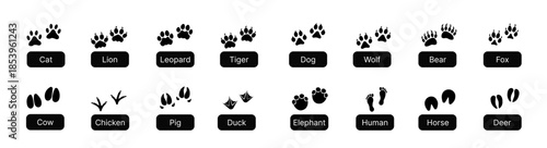 Large set of animal and bird trace steps imprints on white