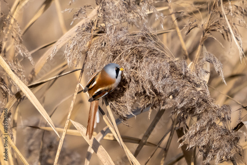 Basettino ( Panurus biarmicus )