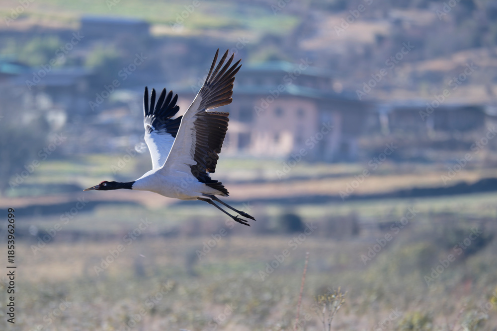 Naklejka premium Black-necked Crane Soaring Over Winter Habitat 
