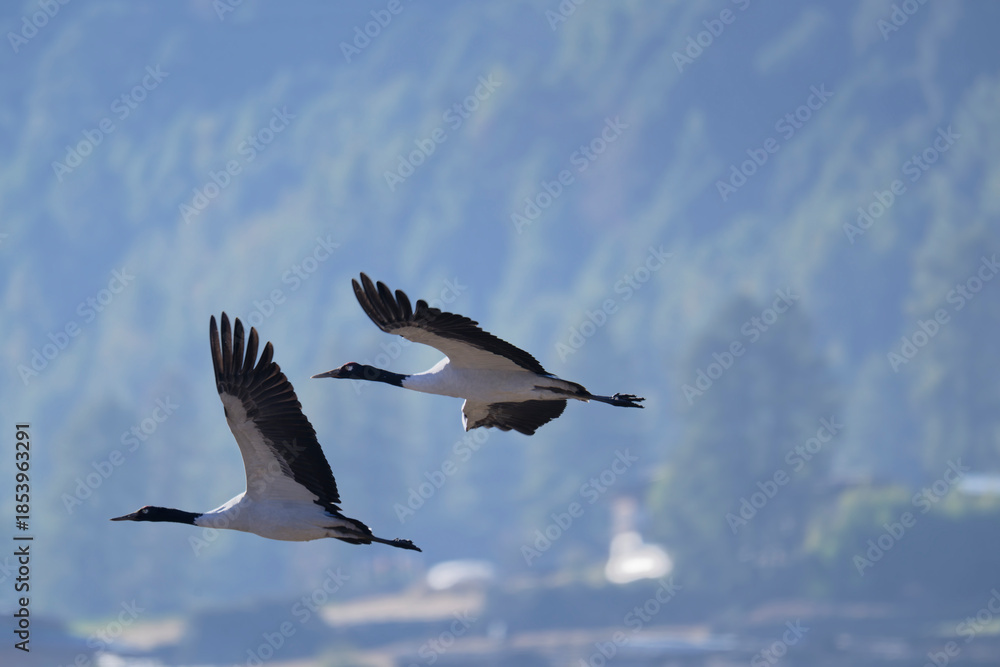 Naklejka premium Black-necked Crane in Flight at Phobjikha Valley 
