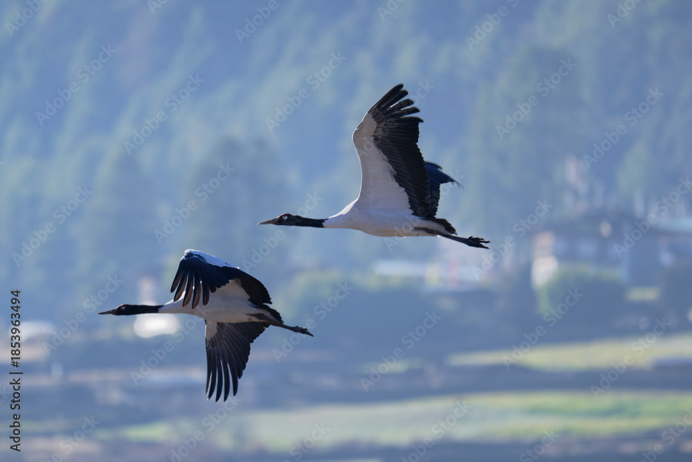 Naklejka premium Black-necked Crane in Flight Above Phobjikha Valley, Bhutan 