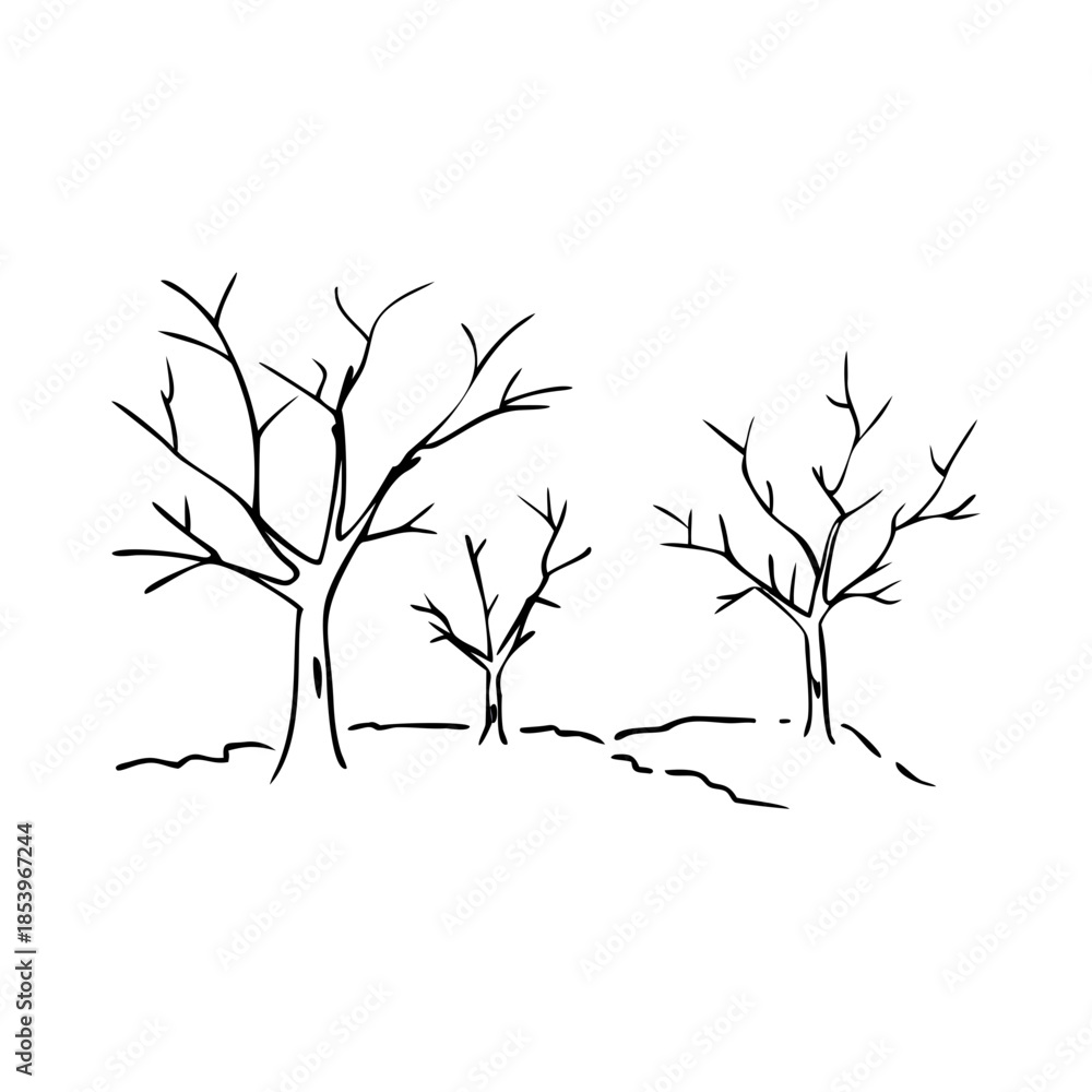 Fototapeta premium Minimal bare trees sketch showcasing leafless deciduous trees with delicate branches on white background. Simple bare trees sketch drawing highlights organic forms, elegant black lines.