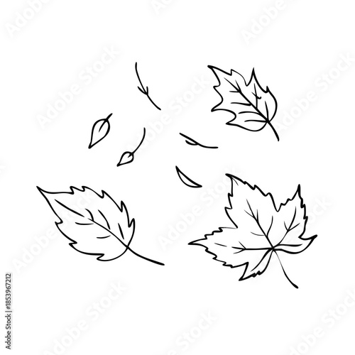 Line art autumn leaves sketch, diverse falling foliage outlines. Hand drawn autumn leaves sketch showing natural shapes.