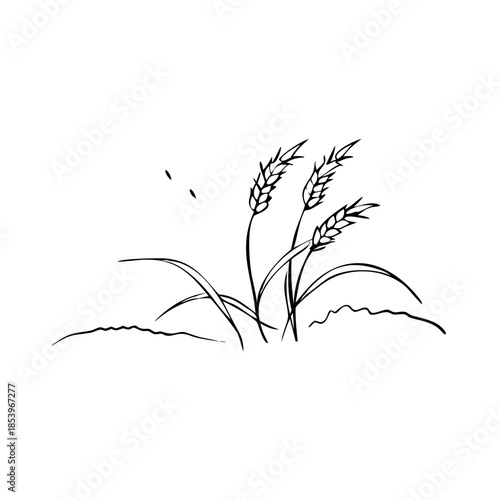 Simple harvest field sketch showing wheat stalks growing from ground. Detailed harvest field sketch with slender plant stems and small grain heads, hand drawn in clean outline style.