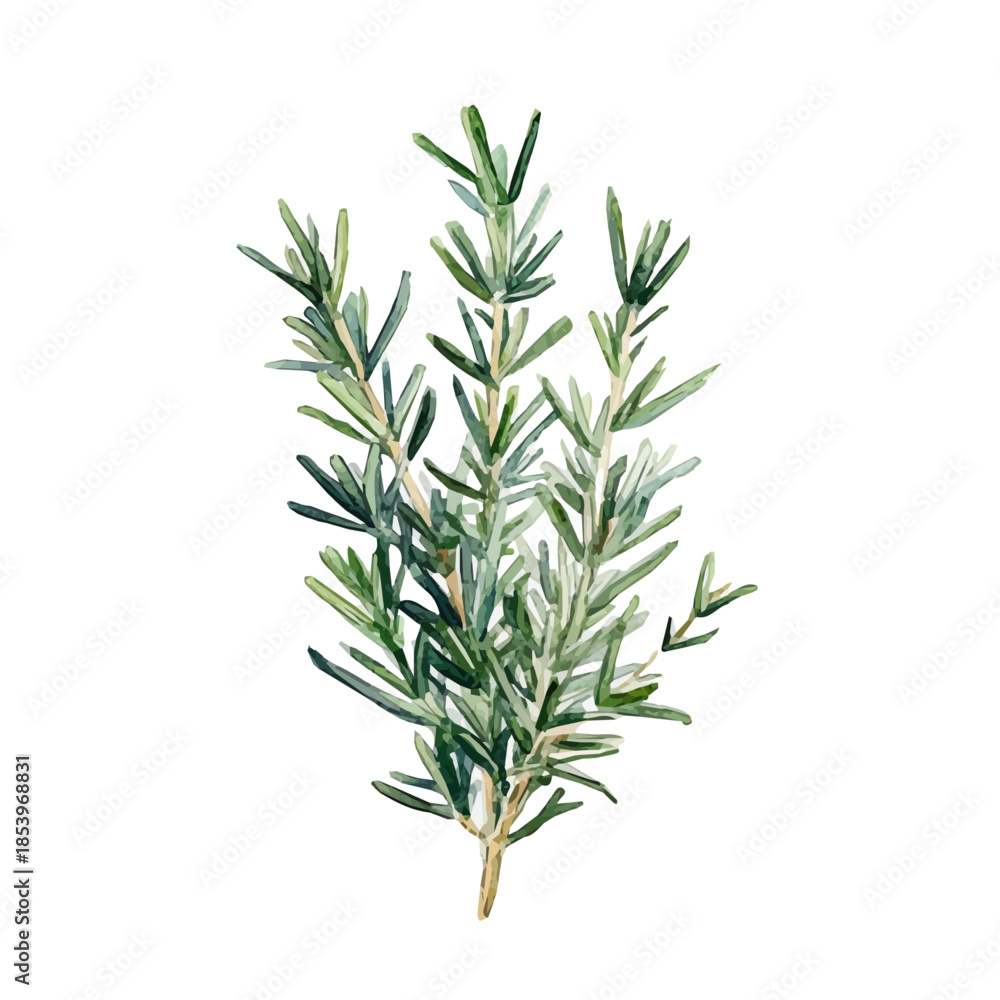 Fototapeta premium A vectorized, Hand-painted style, vector set available in EPS An Elegant watercolor painting design collection, collection_Watercolor_style_painting_of_a_rosemary_plant