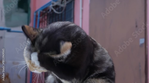Cat Licking Itself Calico Feline Grooming Self-Cleaning Pink Building Background Outdoor Portrait