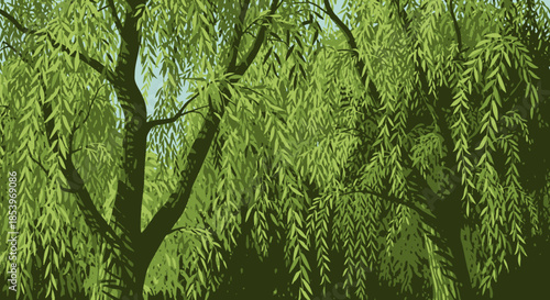 Hanging Willow Tree Branches