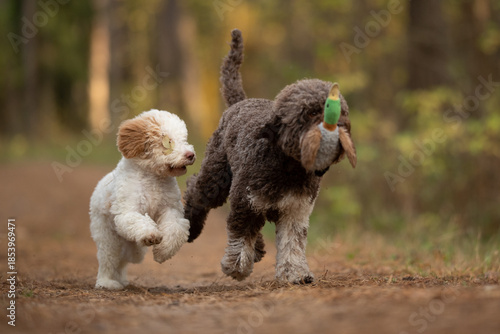 Wallpaper Mural Adult brown Lagotto Romagnolo is holding a duck toy in its mouth while running on the forest path. White Lagotto Romagnolo puppy runs next to the adult dog in the outdoors Torontodigital.ca