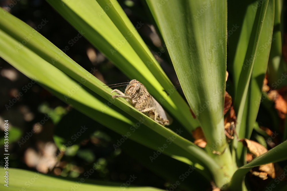 Fototapeta premium Macro of a Grasshopper on Green Yucca Leaves