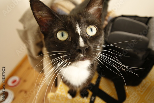 Curious Tuxedo Cat Looking Up Wide Angle Close-up