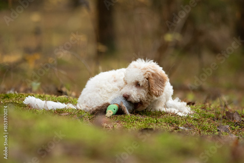 Wallpaper Mural A cute Lagotto Romagnolo puppy is lying down on mossy ground in a forest. The puppy is playing with a stuffed duck toy during the daytime in Autumn Torontodigital.ca