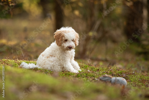 Wallpaper Mural Small, cream-colored Lagotto Romagnolo puppy with brown ears sits attentively on a grassy patch with moss in a forest or park next to a toy on a sunny day Torontodigital.ca