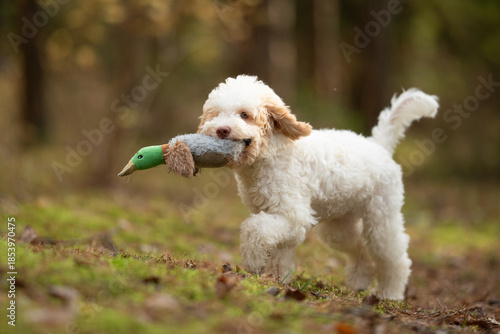 Wallpaper Mural A young Lagotto Romagnolo walks on grass, carrying a stuffed duck in its mouth. The puppy is outdoors, in a wooded area with natural light Torontodigital.ca