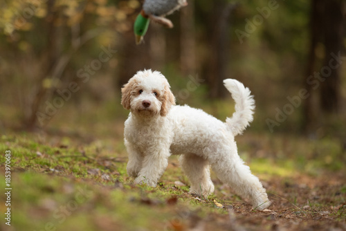 Wallpaper Mural A cream and light brown Lagotto Romagnolo puppy stands on a grassy hill in the forest. A toy duck hangs in the background as the puppy stares forward with interest Torontodigital.ca
