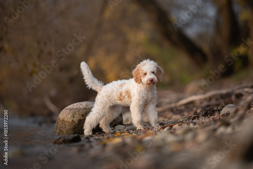 Wallpaper Mural A small Lagotto Romagnolo puppy with white and brown fur stands beside a stream. The puppy is looking forward on a bank of rocks in the soft afternoon light Torontodigital.ca